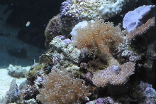 picNew 90 Gallon Reef