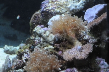 picNew 90 Gallon Reef