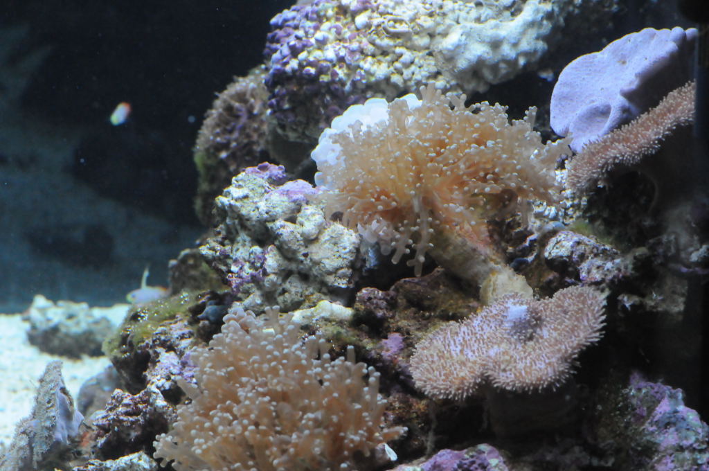 picNew 90 Gallon Reef