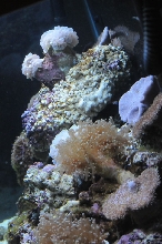 picNew 90 Gallon Reef