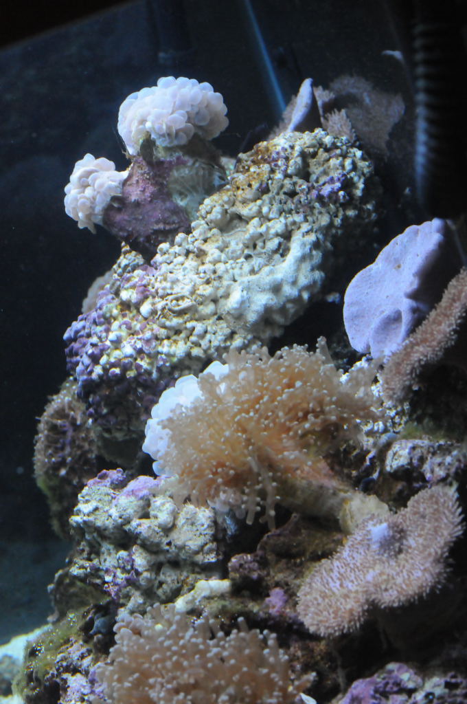 picNew 90 Gallon Reef