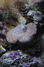 picNew 90 Gallon Reef