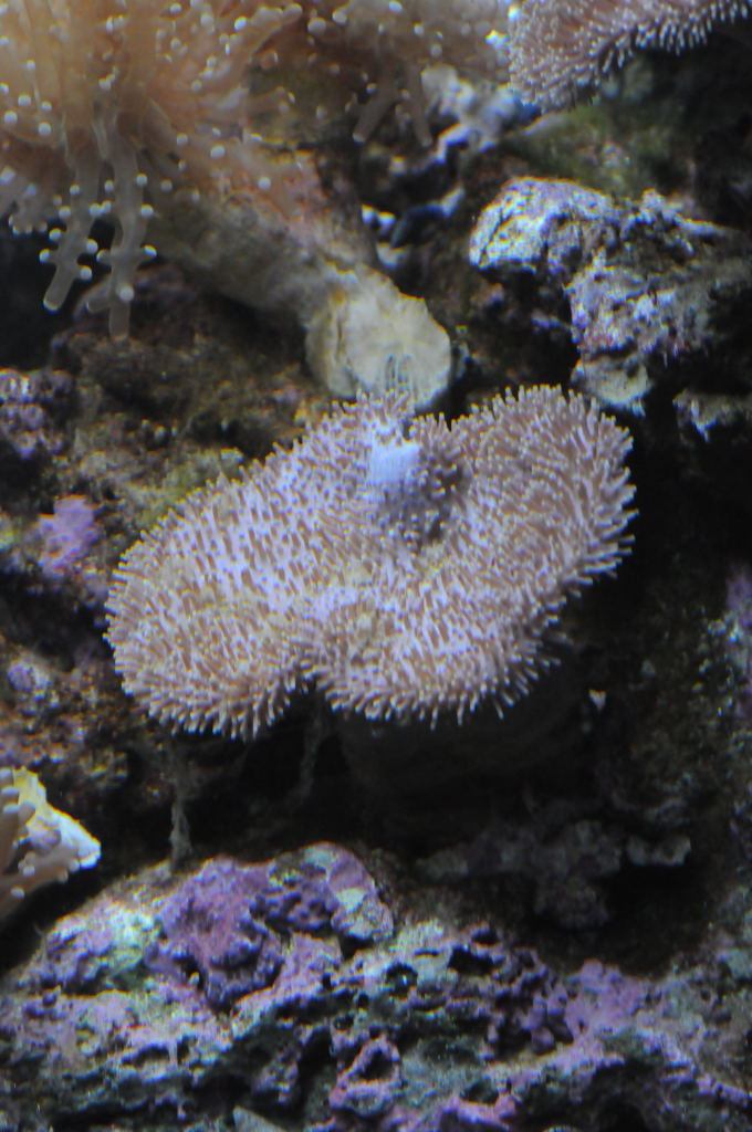 picNew 90 Gallon Reef