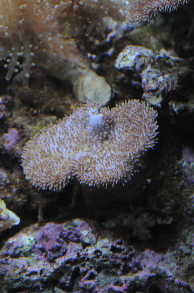 picNew 90 Gallon Reef