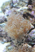 picNew 90 Gallon Reef