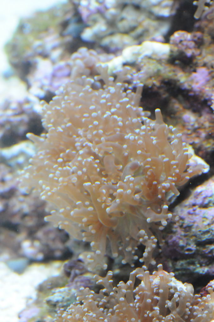 picNew 90 Gallon Reef