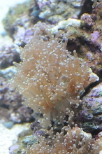 picNew 90 Gallon Reef
