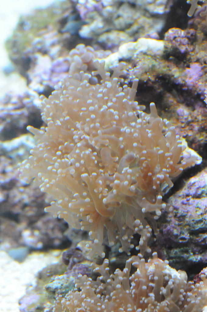 picNew 90 Gallon Reef