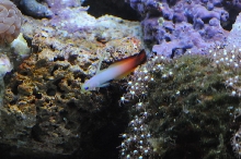 picNew 90 Gallon Reef