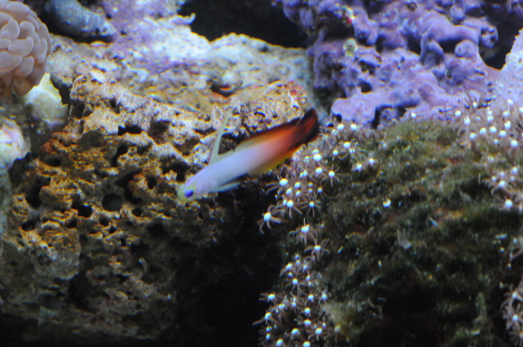 picNew 90 Gallon Reef