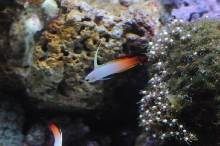 picNew 90 Gallon Reef