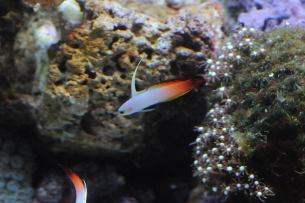 picNew 90 Gallon Reef
