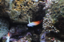 picNew 90 Gallon Reef