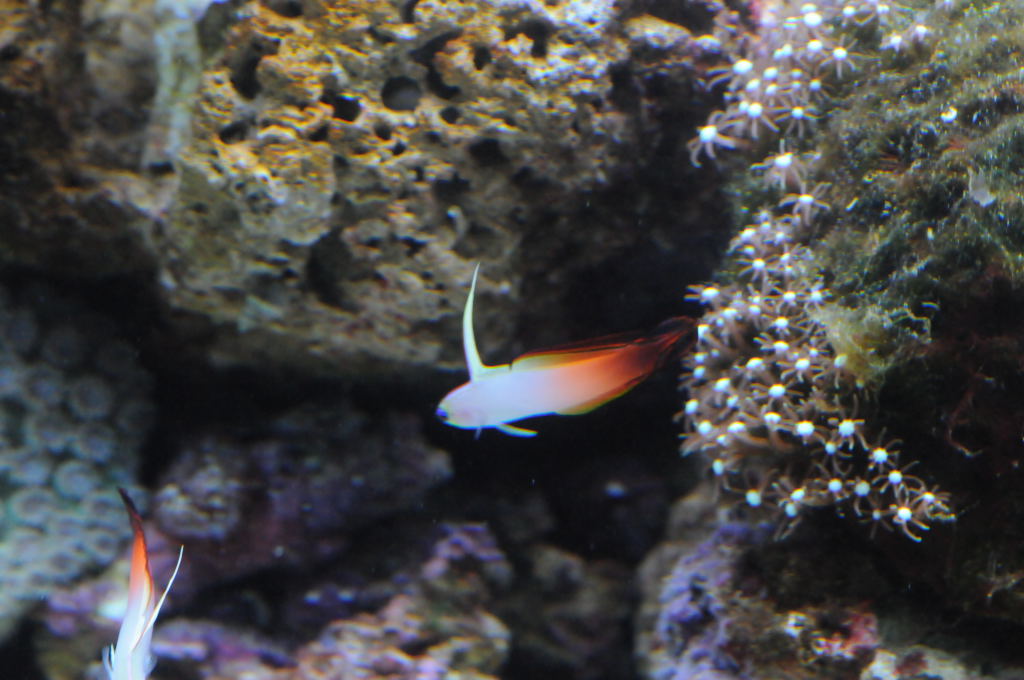 picNew 90 Gallon Reef