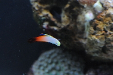 picNew 90 Gallon Reef