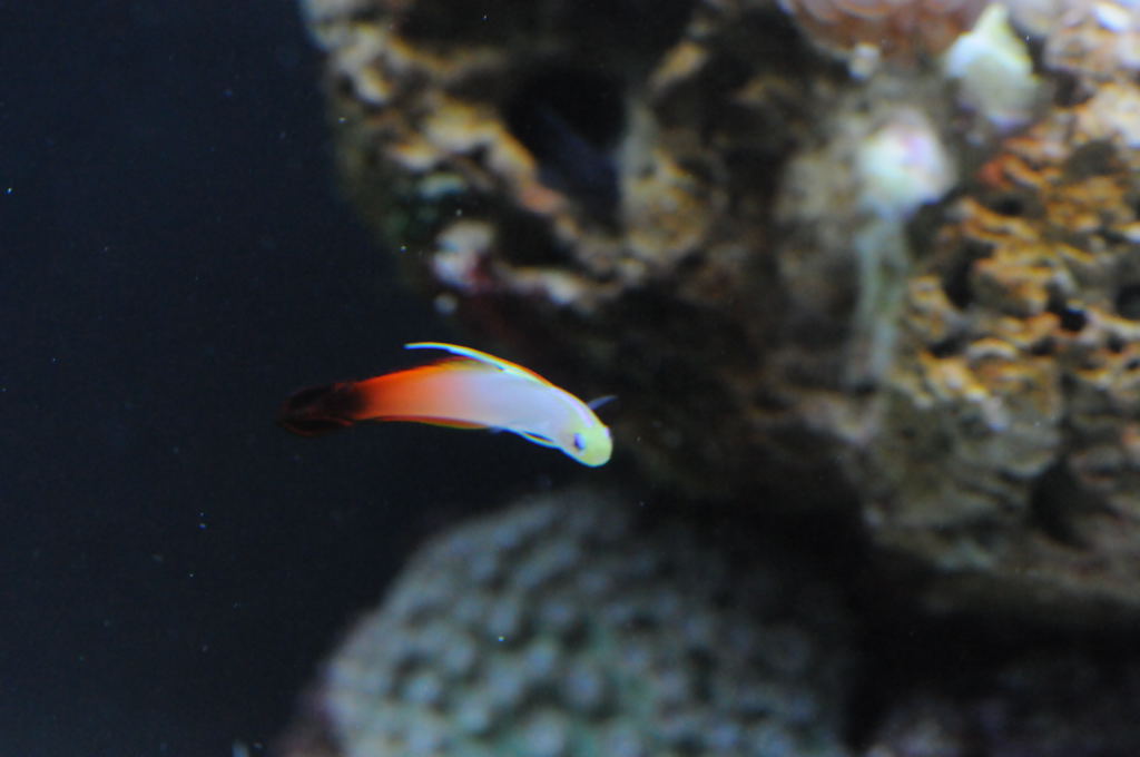 picNew 90 Gallon Reef