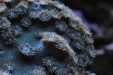 picNew 90 Gallon Reef
