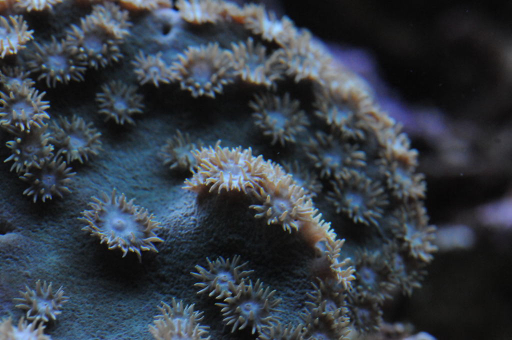 picNew 90 Gallon Reef
