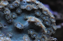 picNew 90 Gallon Reef