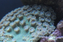 picNew 90 Gallon Reef