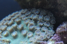 picNew 90 Gallon Reef