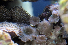 picNew 90 Gallon Reef