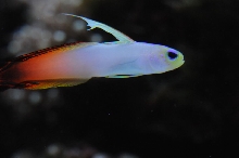 picNew 90 Gallon Reef