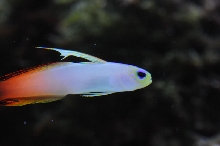 picNew 90 Gallon Reef