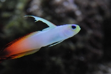 picNew 90 Gallon Reef