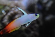picNew 90 Gallon Reef