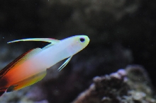 picNew 90 Gallon Reef