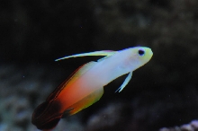 picNew 90 Gallon Reef