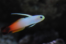 picNew 90 Gallon Reef