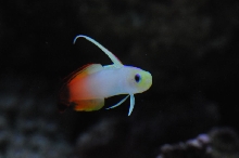 picNew 90 Gallon Reef