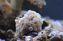 picNew 90 Gallon Reef