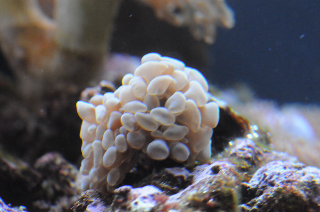 picNew 90 Gallon Reef