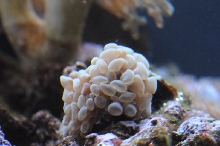 picNew 90 Gallon Reef