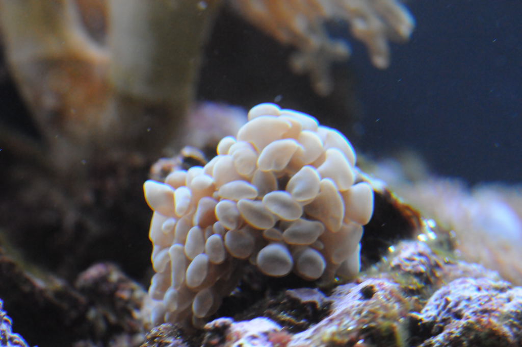 picNew 90 Gallon Reef