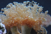 picNew 90 Gallon Reef
