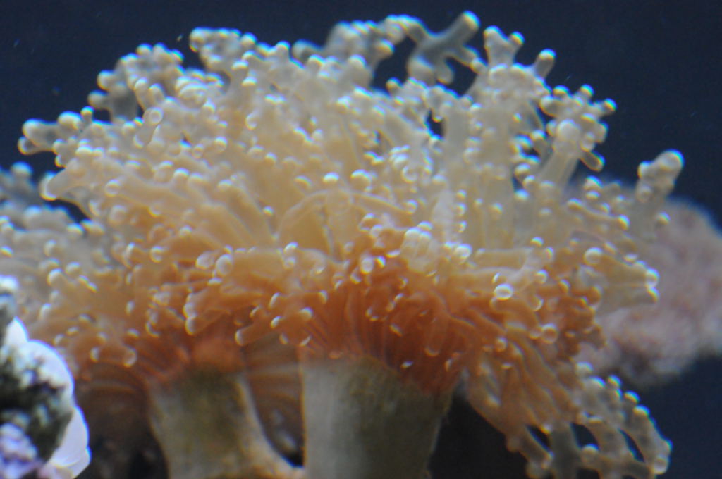 picNew 90 Gallon Reef