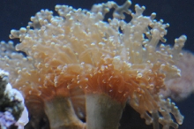 picNew 90 Gallon Reef
