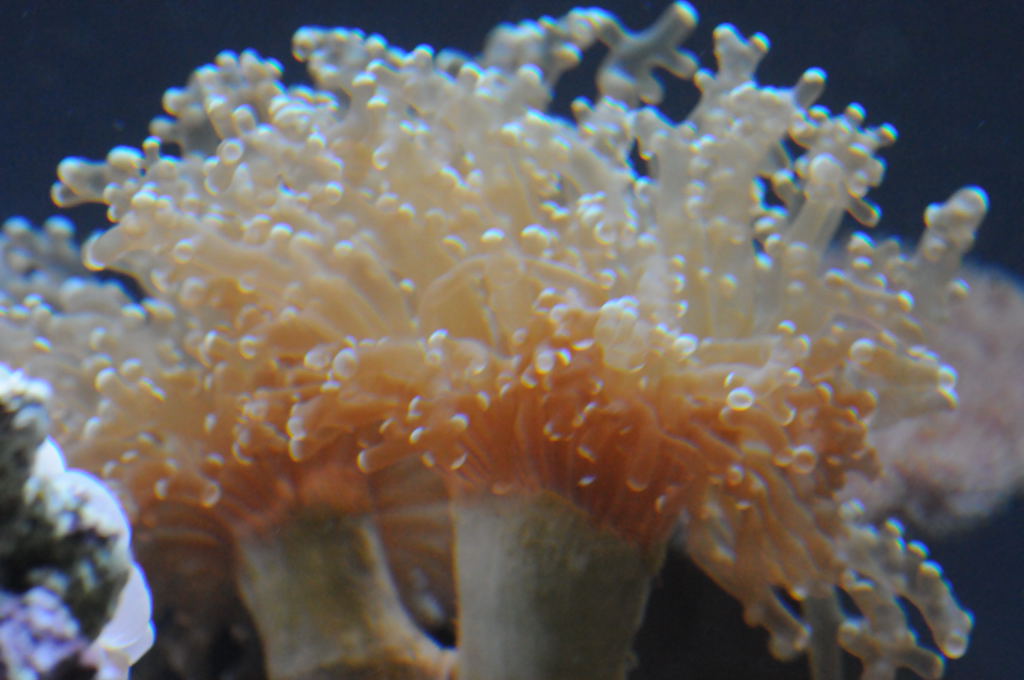 picNew 90 Gallon Reef