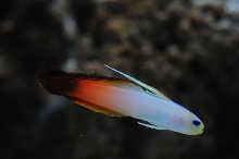 picNew 90 Gallon Reef