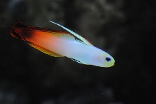 picNew 90 Gallon Reef