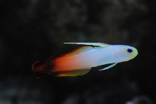 picNew 90 Gallon Reef