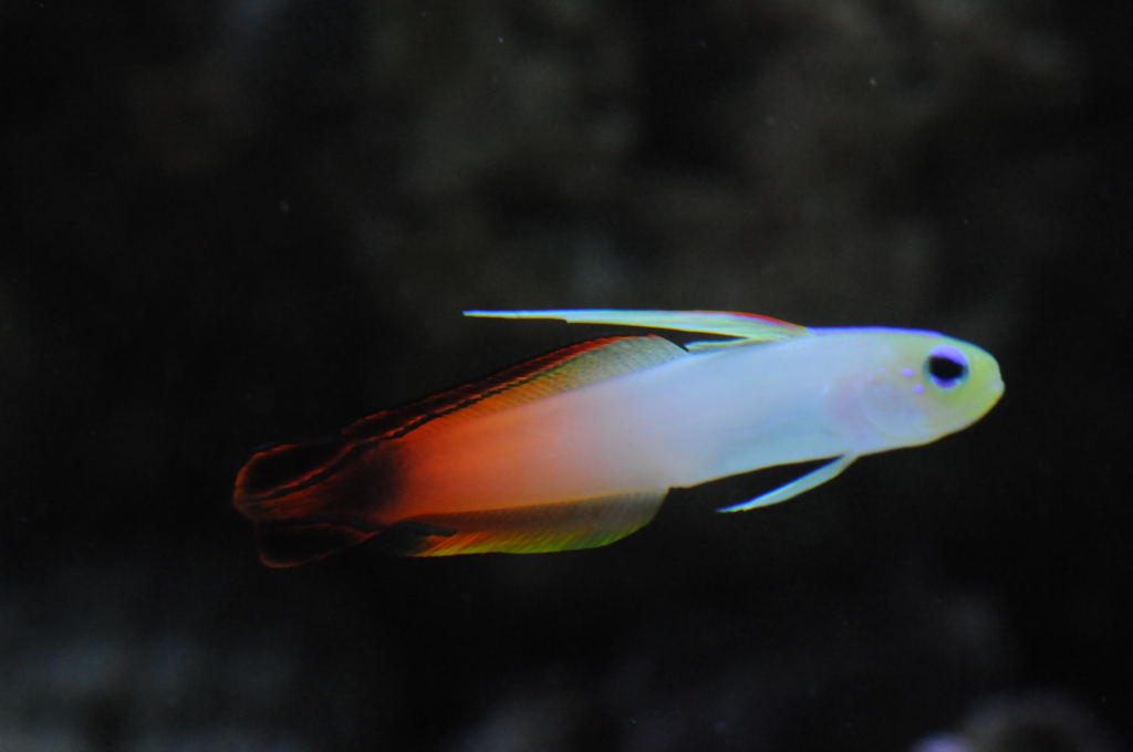 picNew 90 Gallon Reef