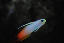 picNew 90 Gallon Reef