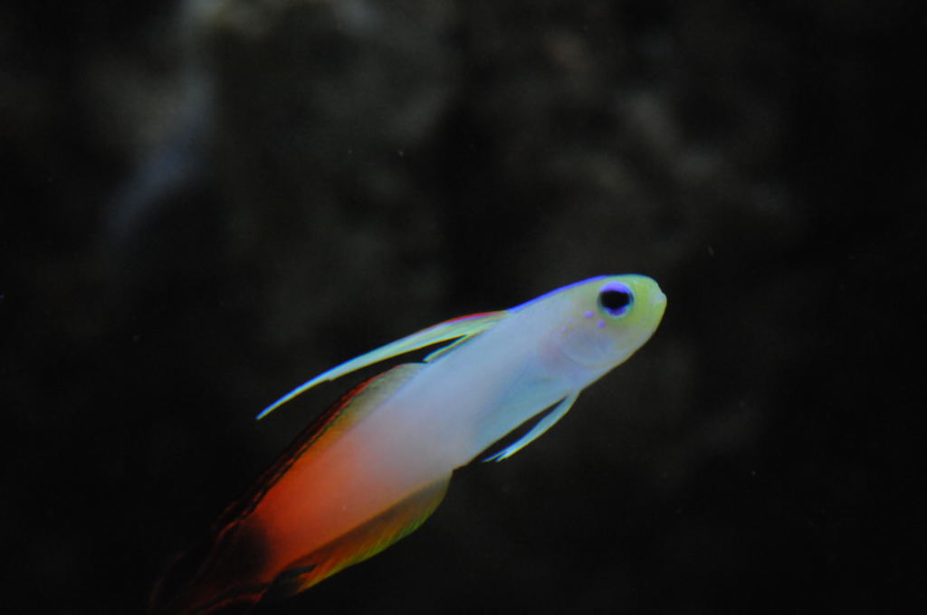 picNew 90 Gallon Reef