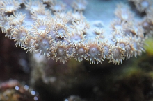 picNew 90 Gallon Reef