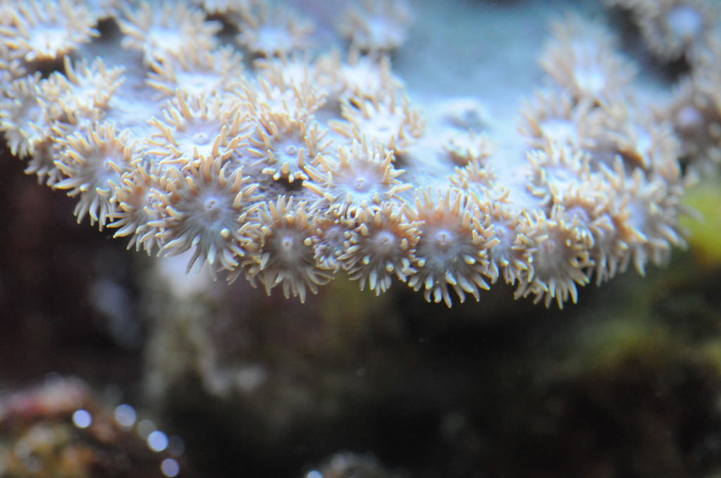 picNew 90 Gallon Reef